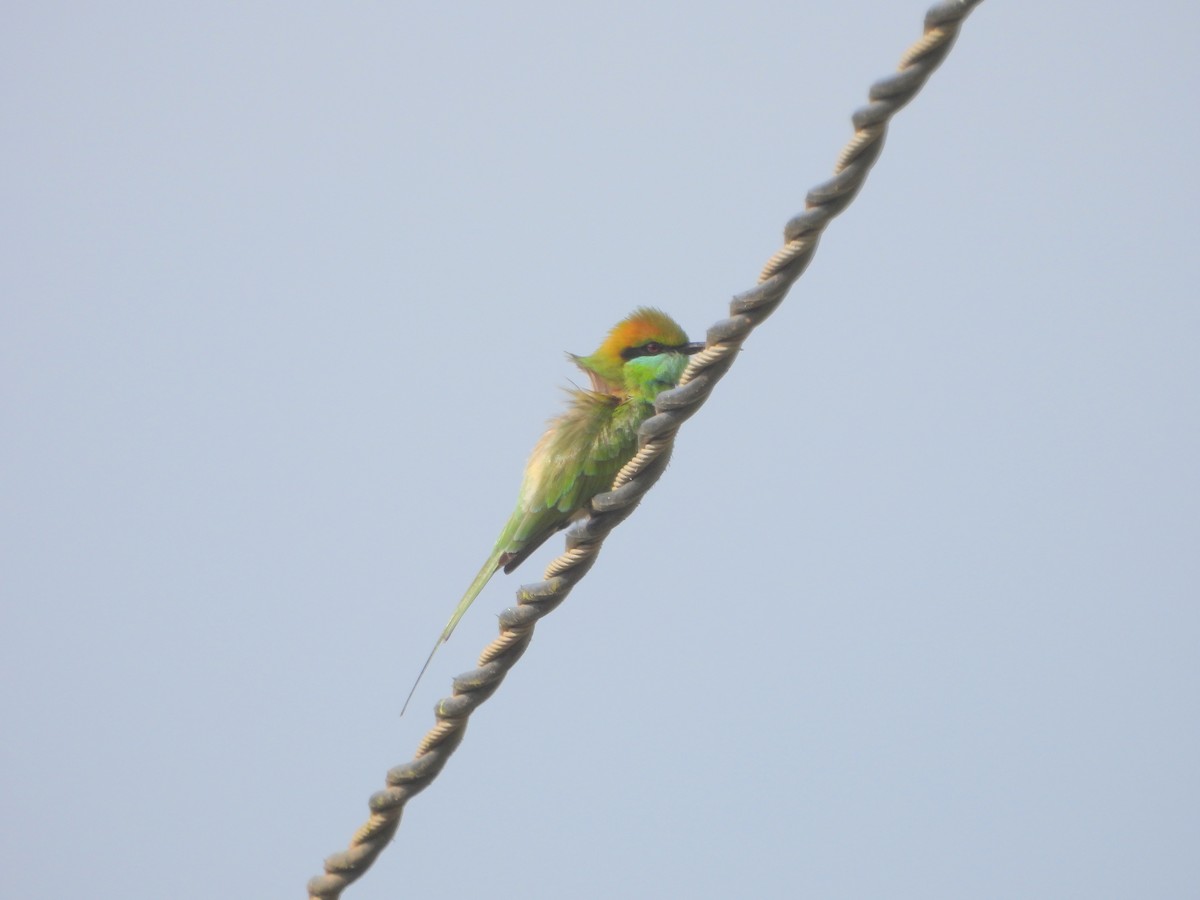 Asian Green Bee-eater - ML612119599