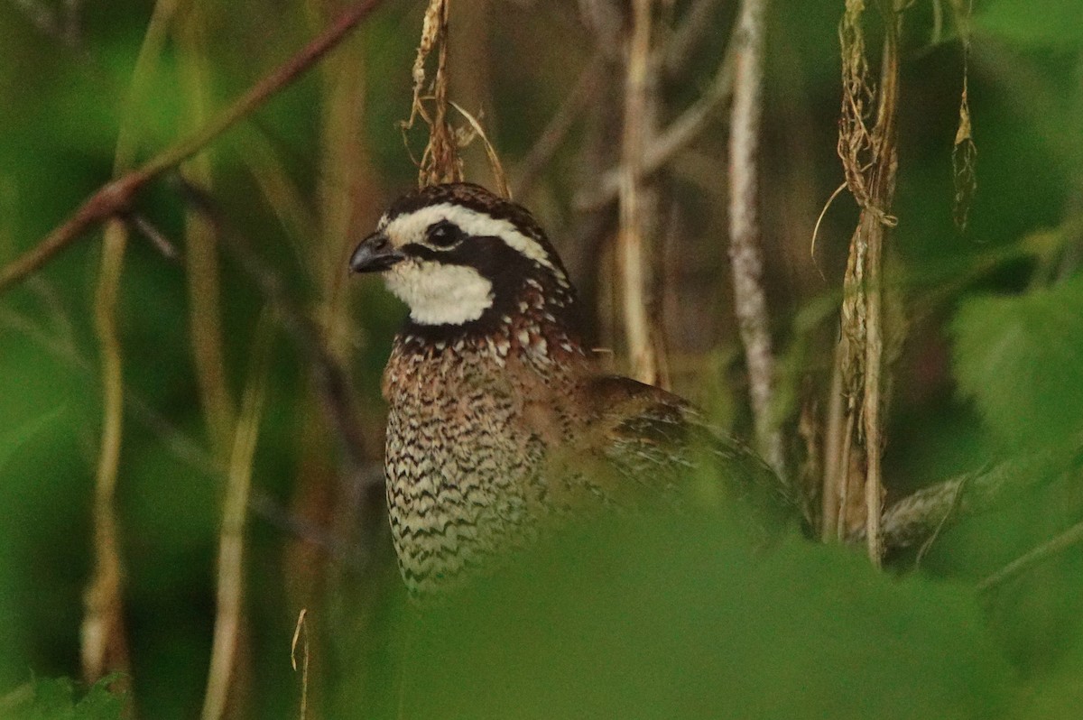 Northern Bobwhite - ML61211961