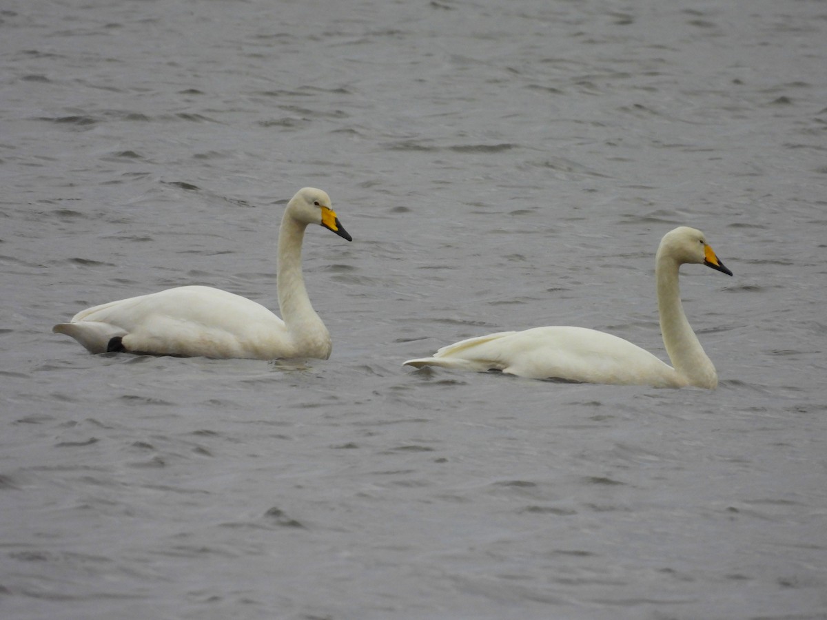 Whooper Swan - Pablo García (PGR)