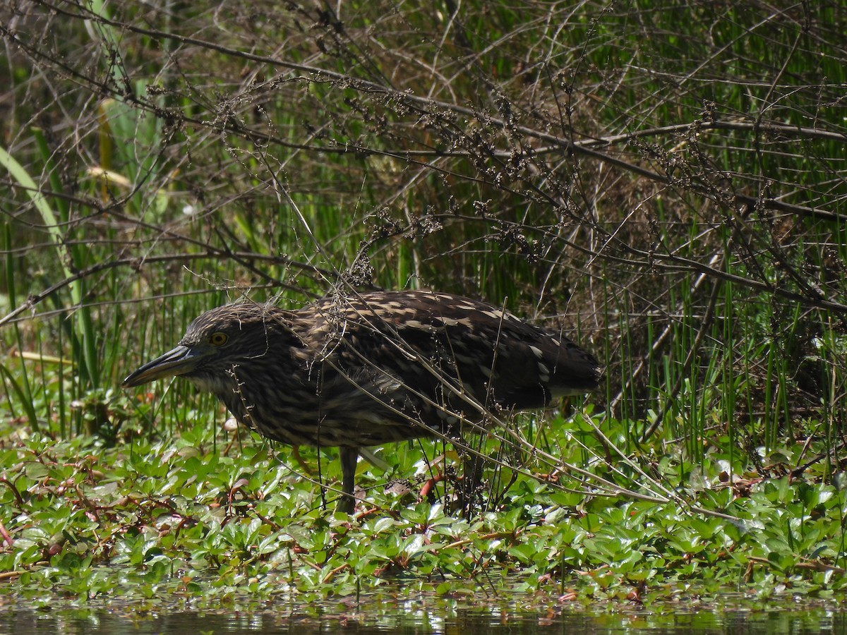 Black-crowned Night Heron - Roddy Jara Yáñez