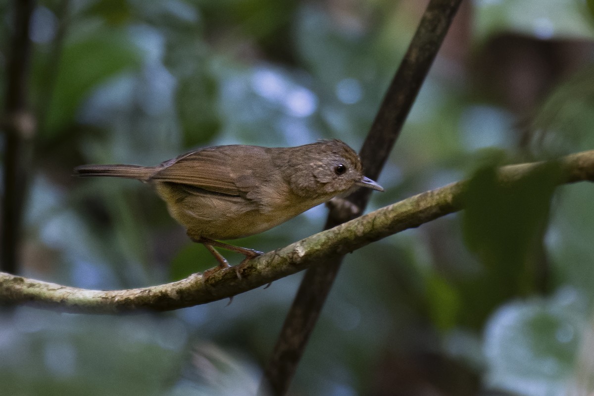 Buff-breasted Babbler - ML612119792