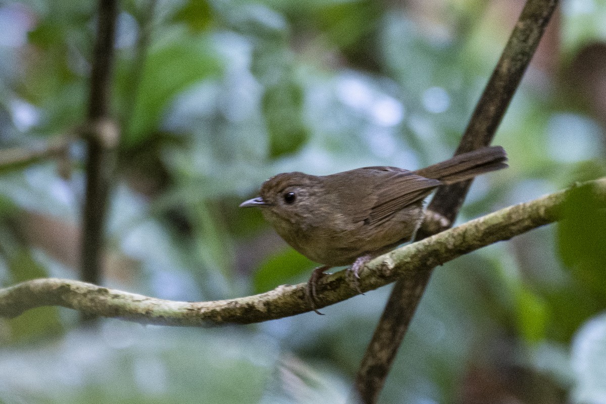 Buff-breasted Babbler - ML612119793