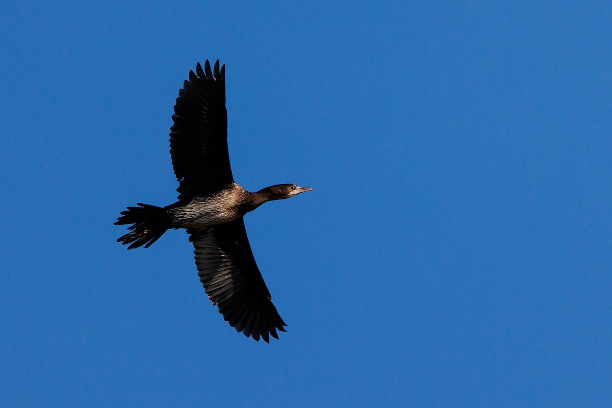 Pygmy Cormorant - ML612119794