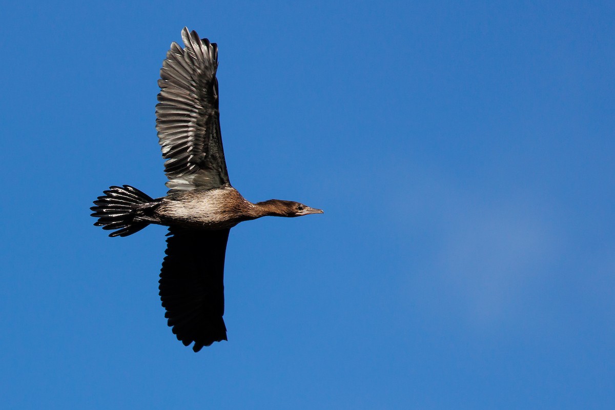 Pygmy Cormorant - ML612119795