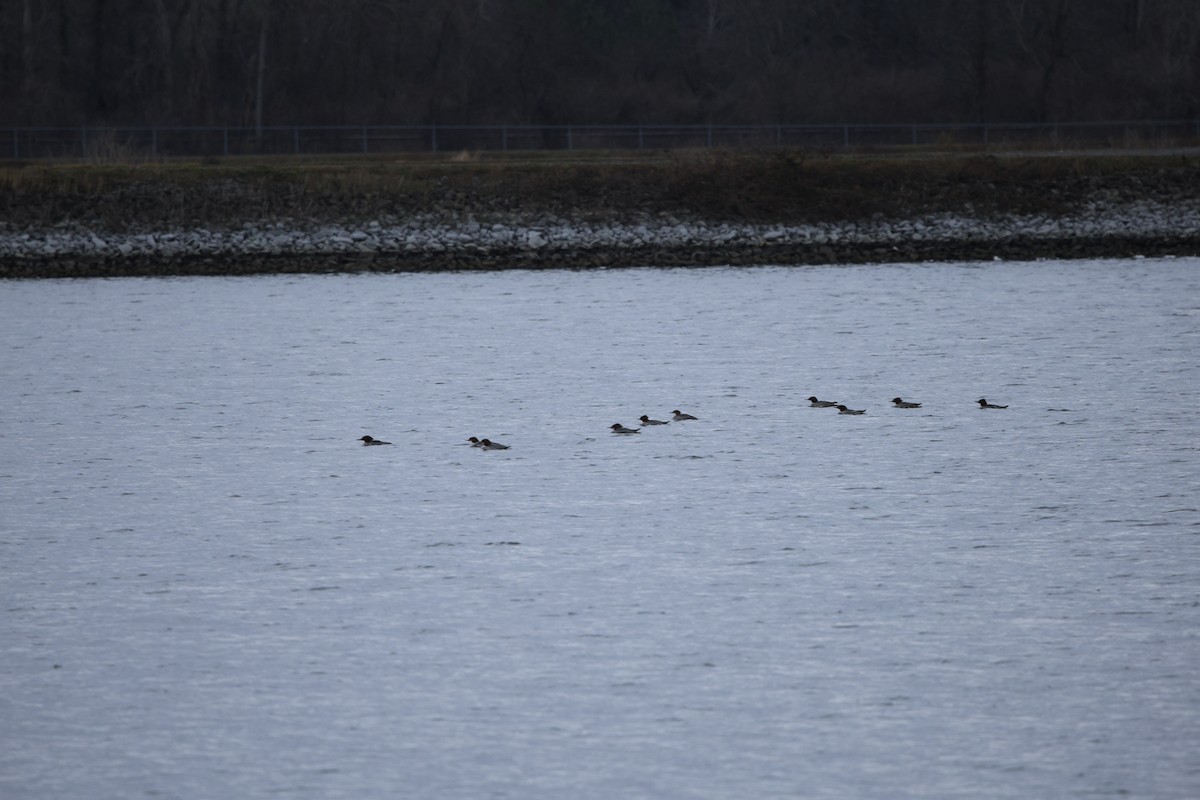 Common Merganser - ML612119849