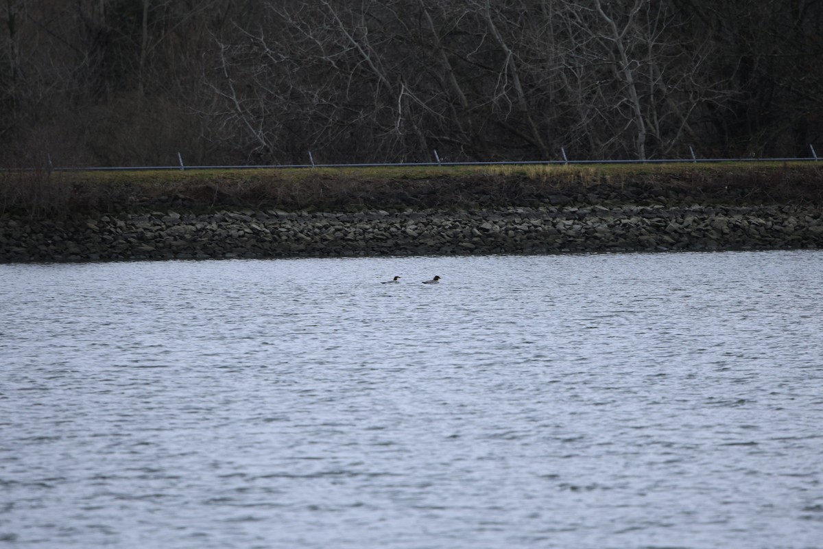 Common Merganser - ML612119850