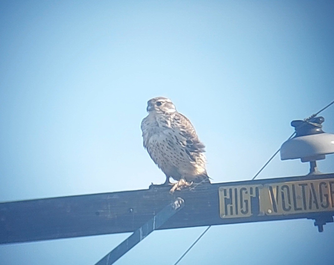 Prairie Falcon - ML612119883