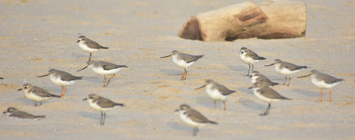 Terek Sandpiper - ML612119906