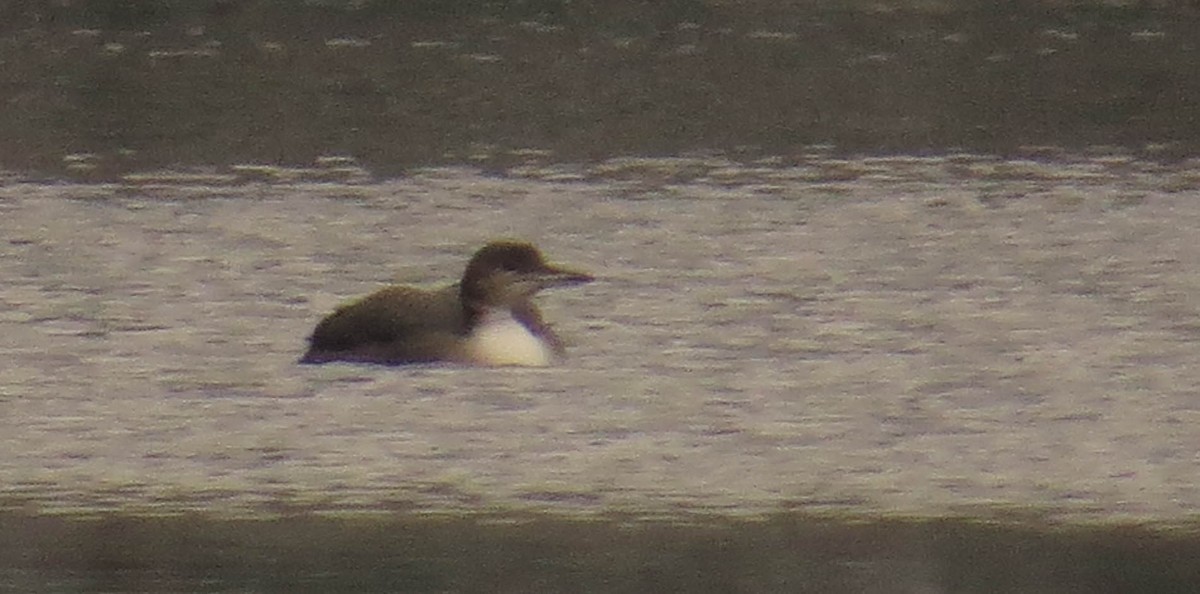 Common Loon - ML612119928