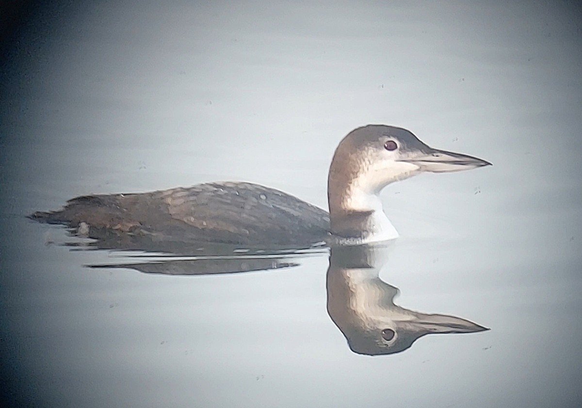 Common Loon - Liam Huber