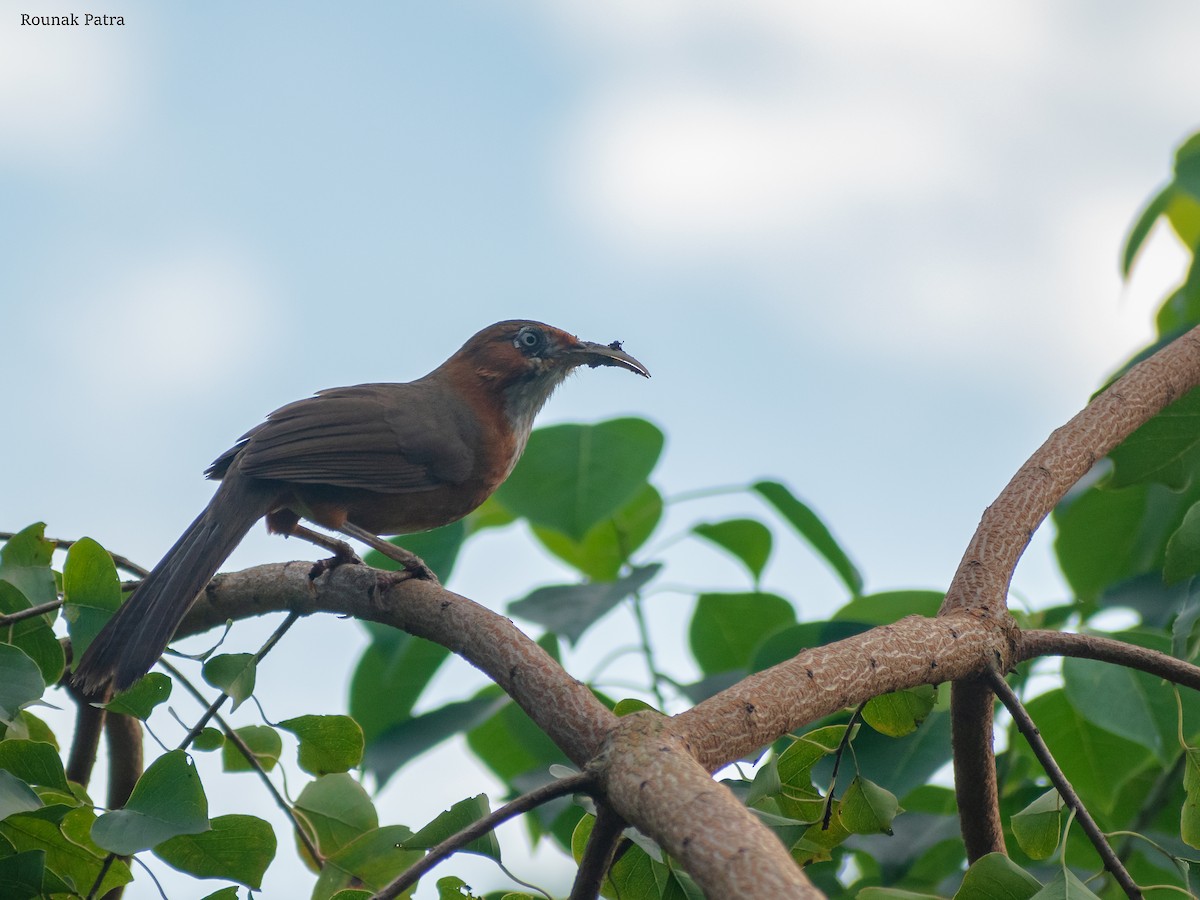 Rusty-cheeked Scimitar-Babbler - ML612119937