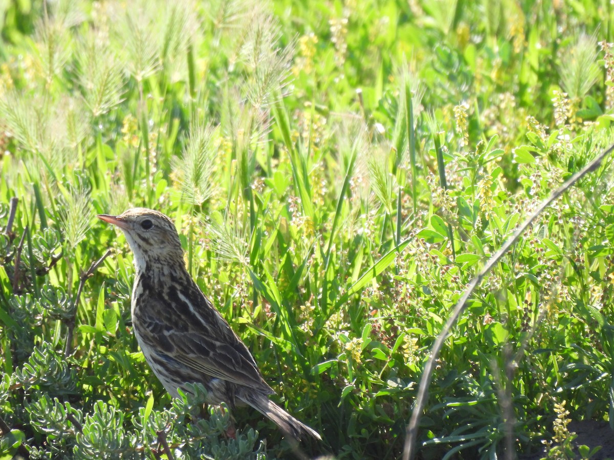 Correndera Pipit - ML612119962