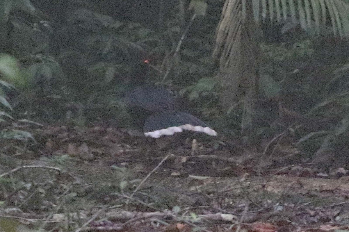 Razor-billed Curassow - ML612120025