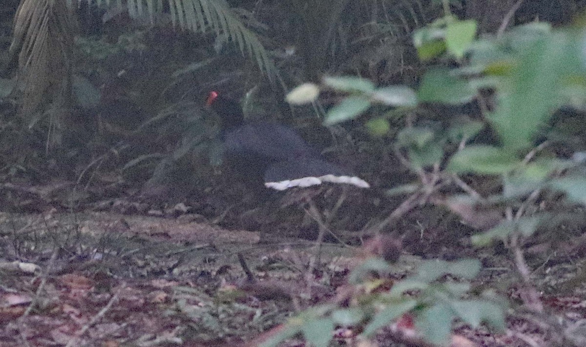 Razor-billed Curassow - ML612120026