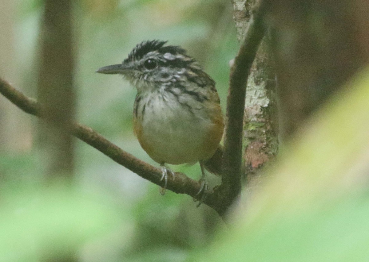 Rondonia Warbling-Antbird - ML612120070