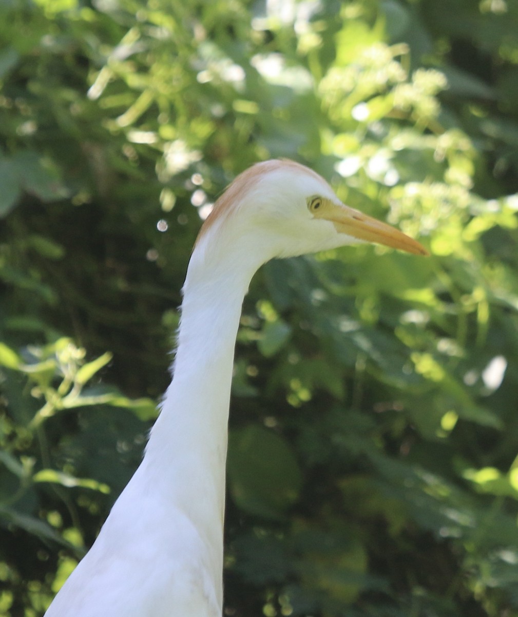 Western Cattle Egret - John Ruckdeschel