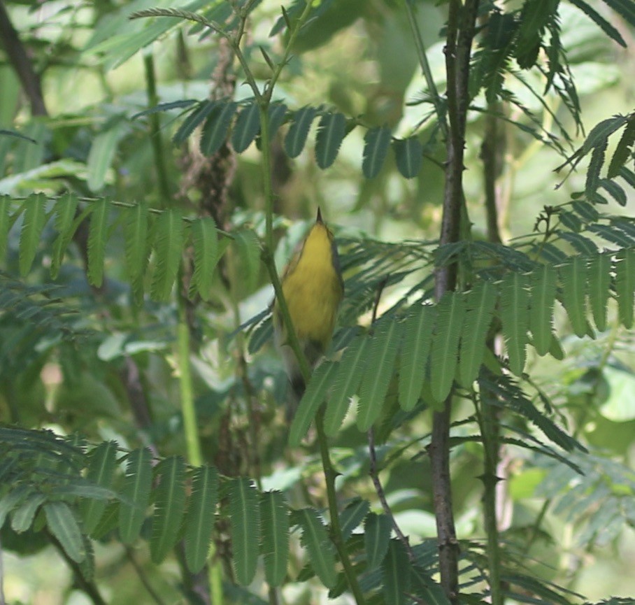 Saint-Lucia-Waldsänger - ML612120124