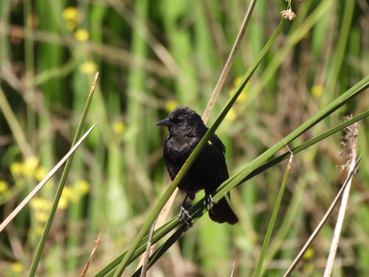 Yellow-winged Blackbird - ML612120138