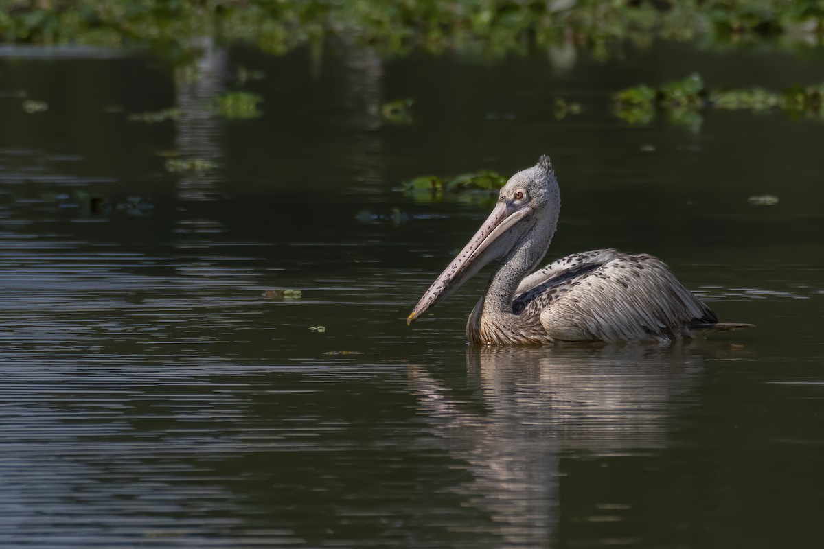 Spot-billed Pelican - ML612120152