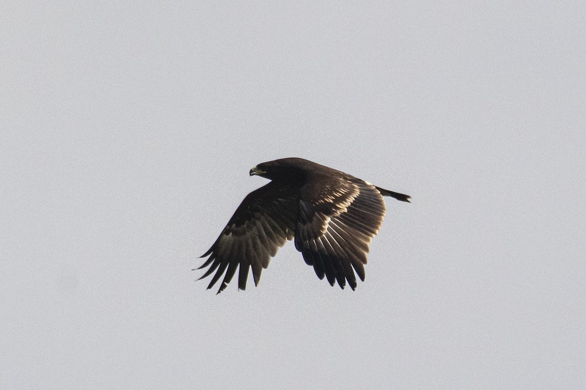 Greater Spotted Eagle - ML612120213