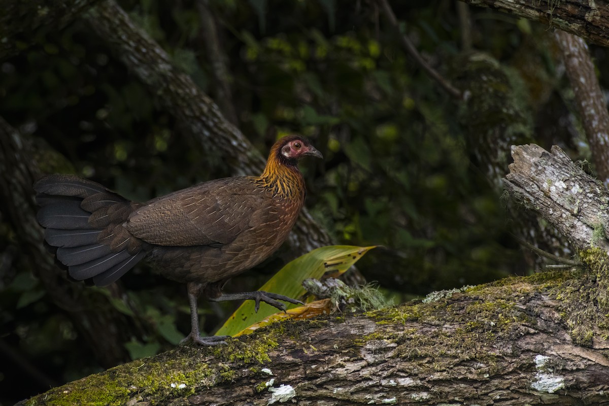 Red Junglefowl - ML612120234