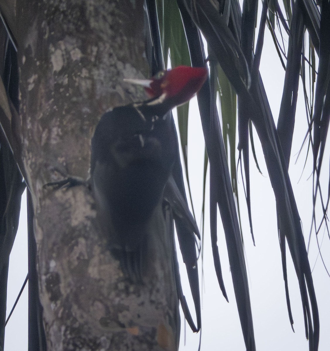 Pale-billed Woodpecker - ML612120250