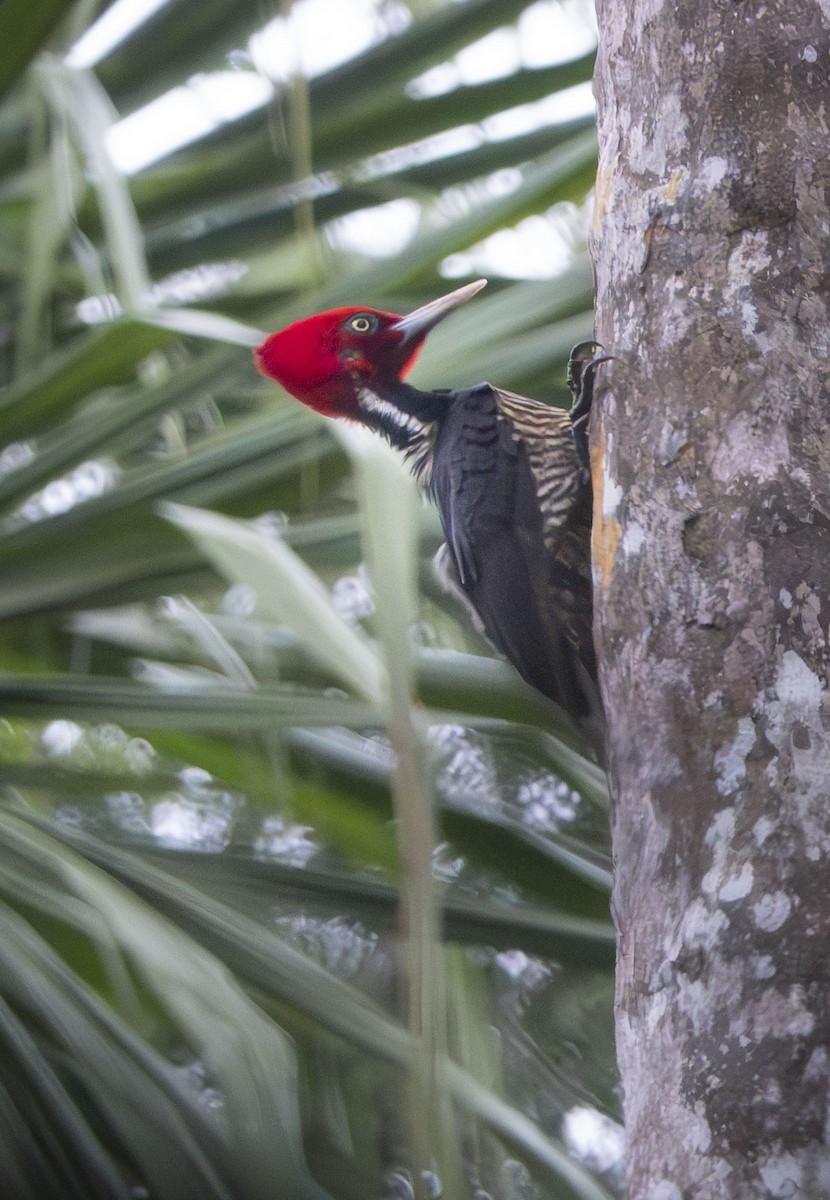 Pale-billed Woodpecker - ML612120251
