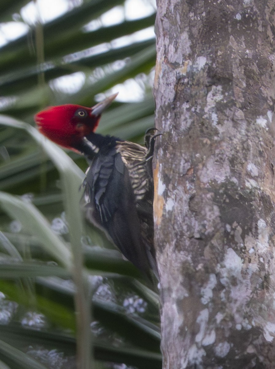 Pale-billed Woodpecker - ML612120252