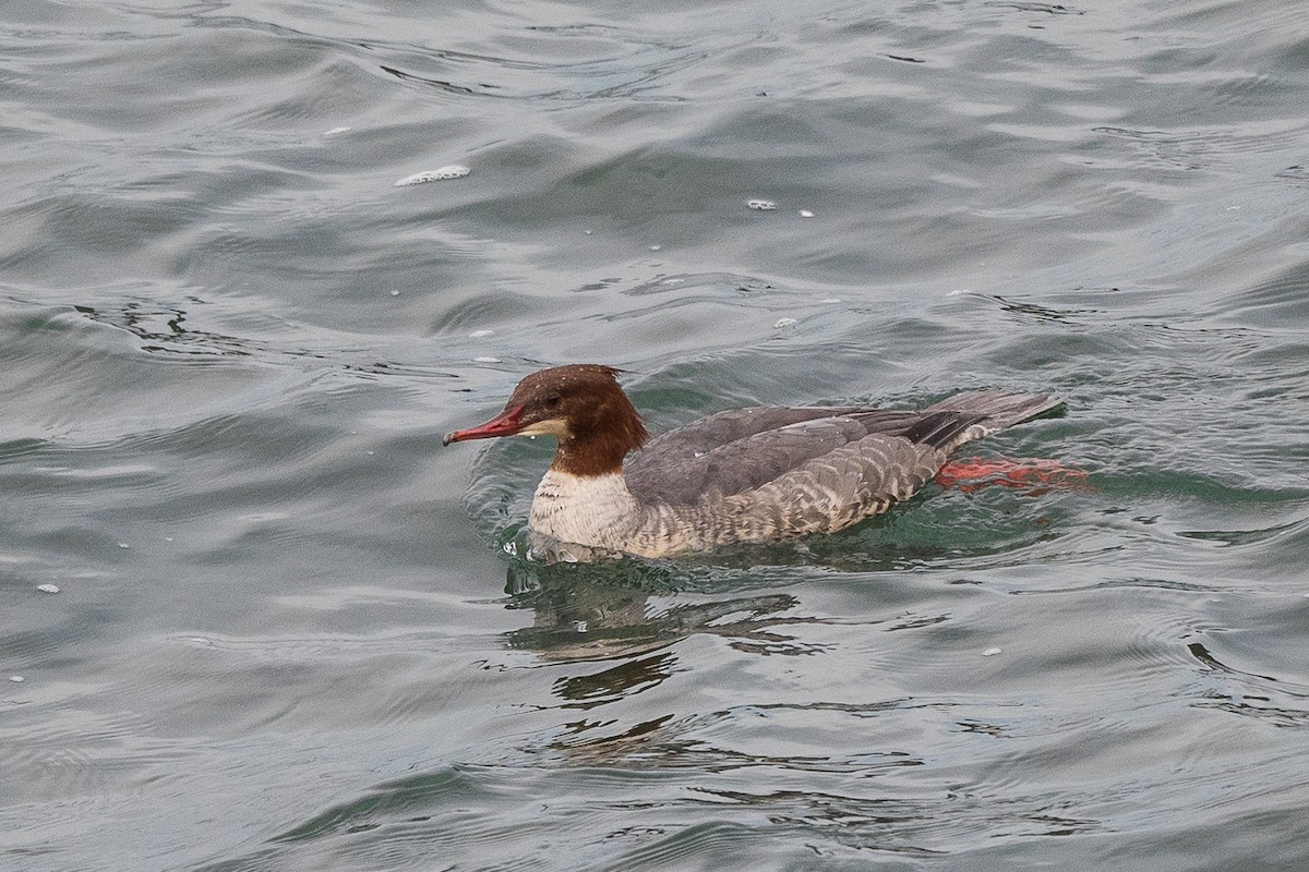 Common Merganser - ML612120275