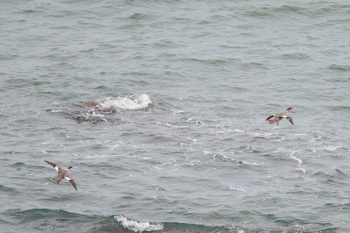 Common Merganser - ML612120276