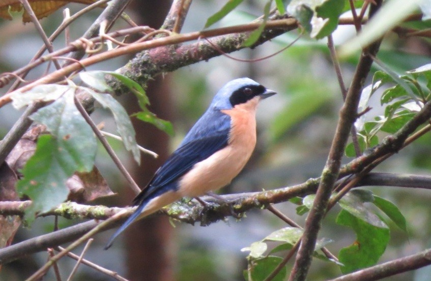 Fawn-breasted Tanager - Sávio Inácio