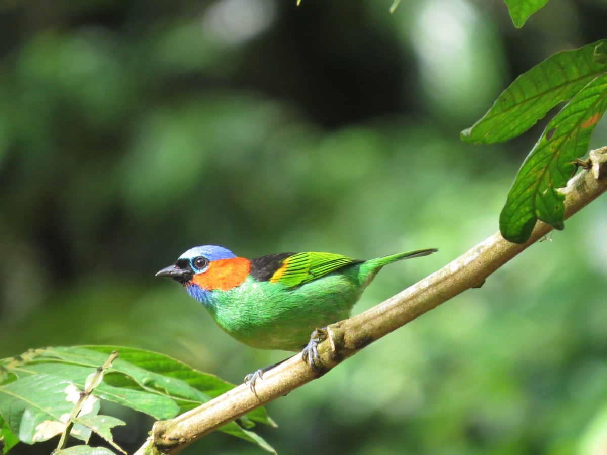 Red-necked Tanager - Sávio Inácio