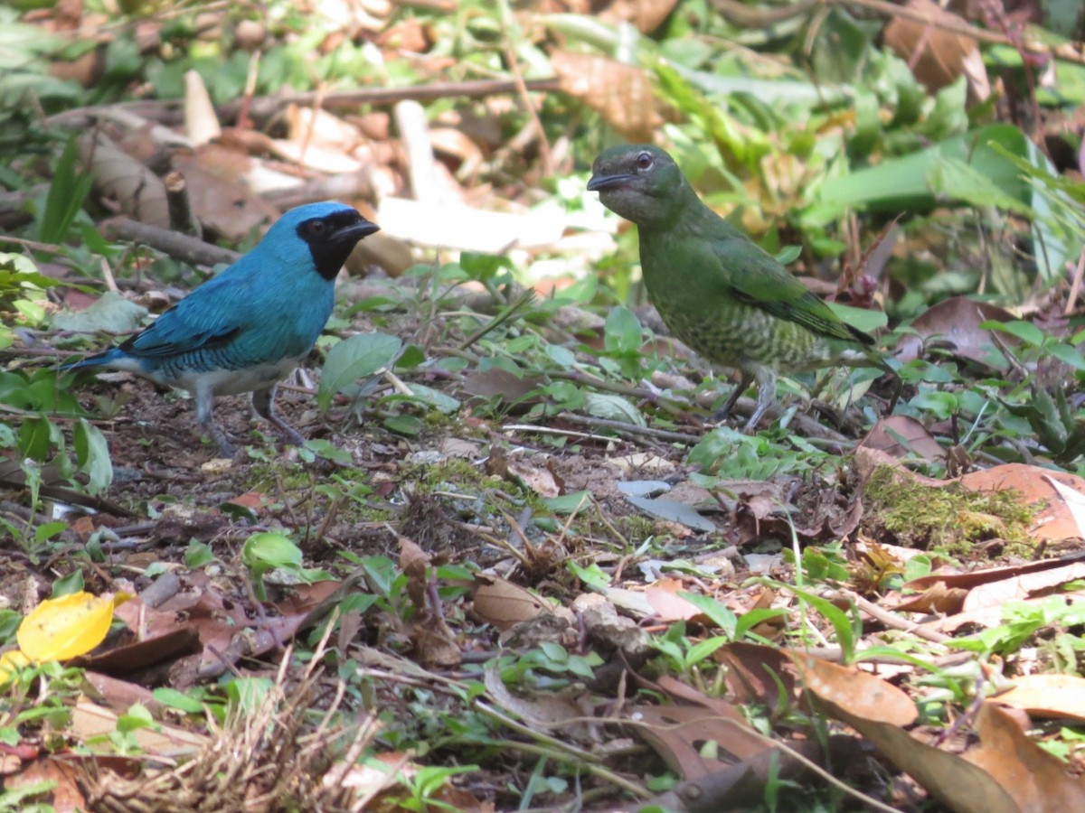 Swallow Tanager - Sávio Inácio