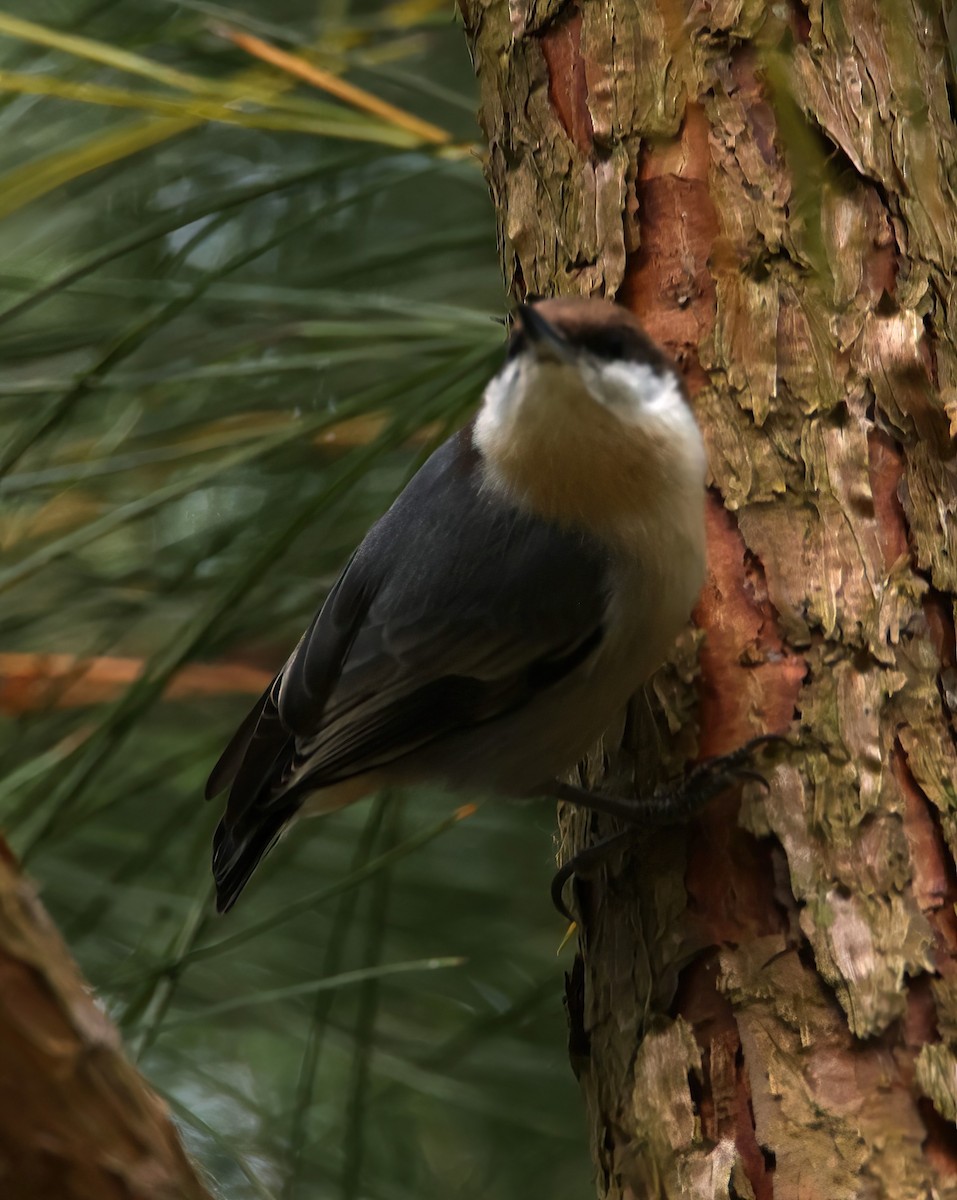 Brown-headed Nuthatch - ML612120441