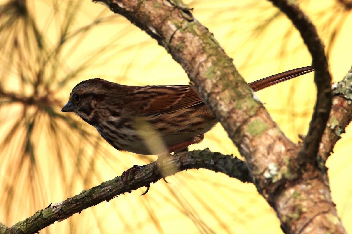 Song Sparrow (melodia/atlantica) - ML612120447