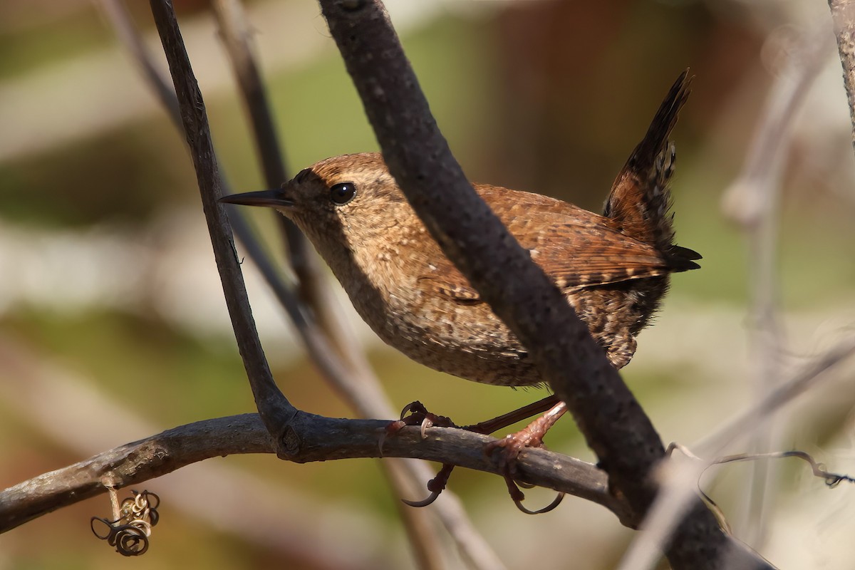 Winter Wren - ML612120449