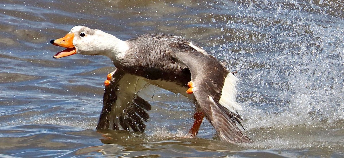 White-headed Steamer-Duck - ML612120488