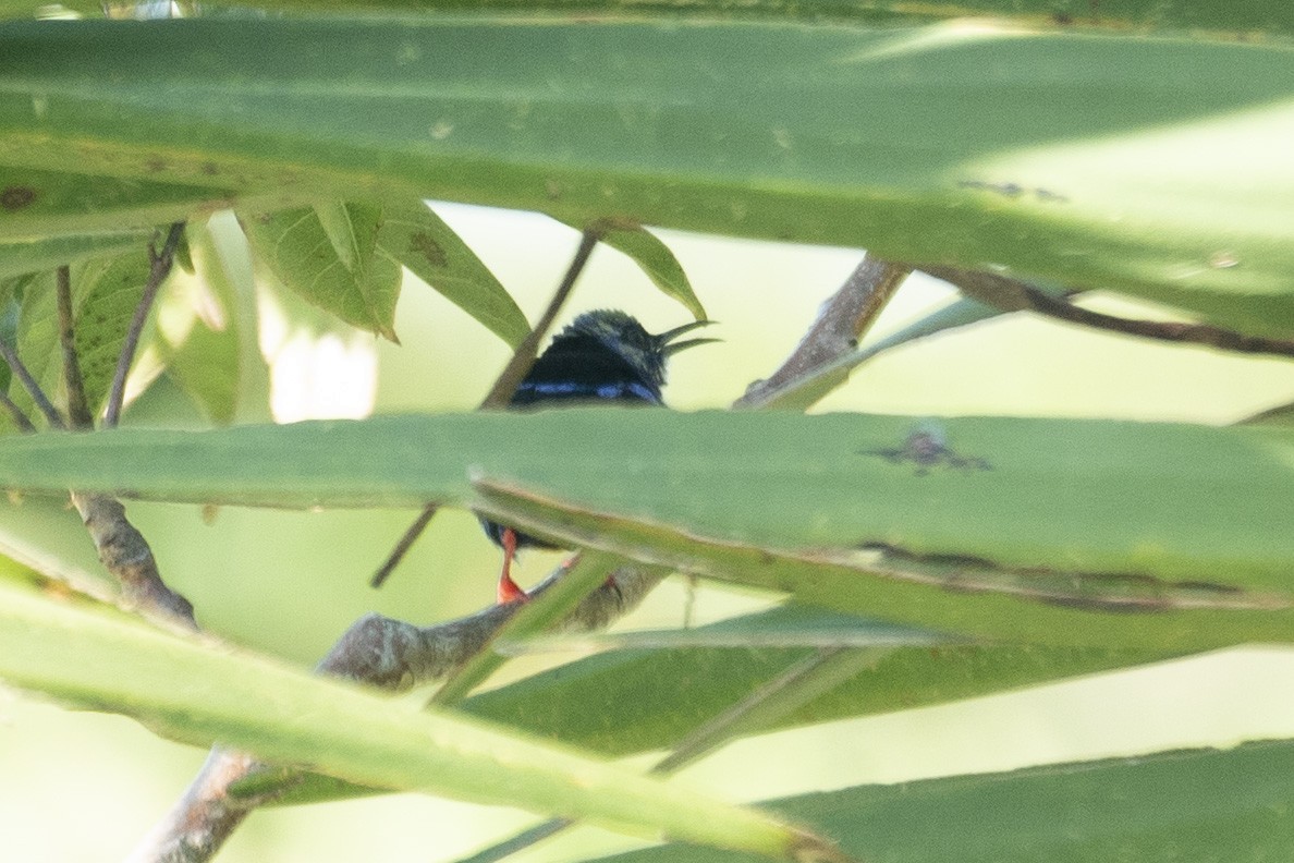 Red-legged Honeycreeper - ML612120496