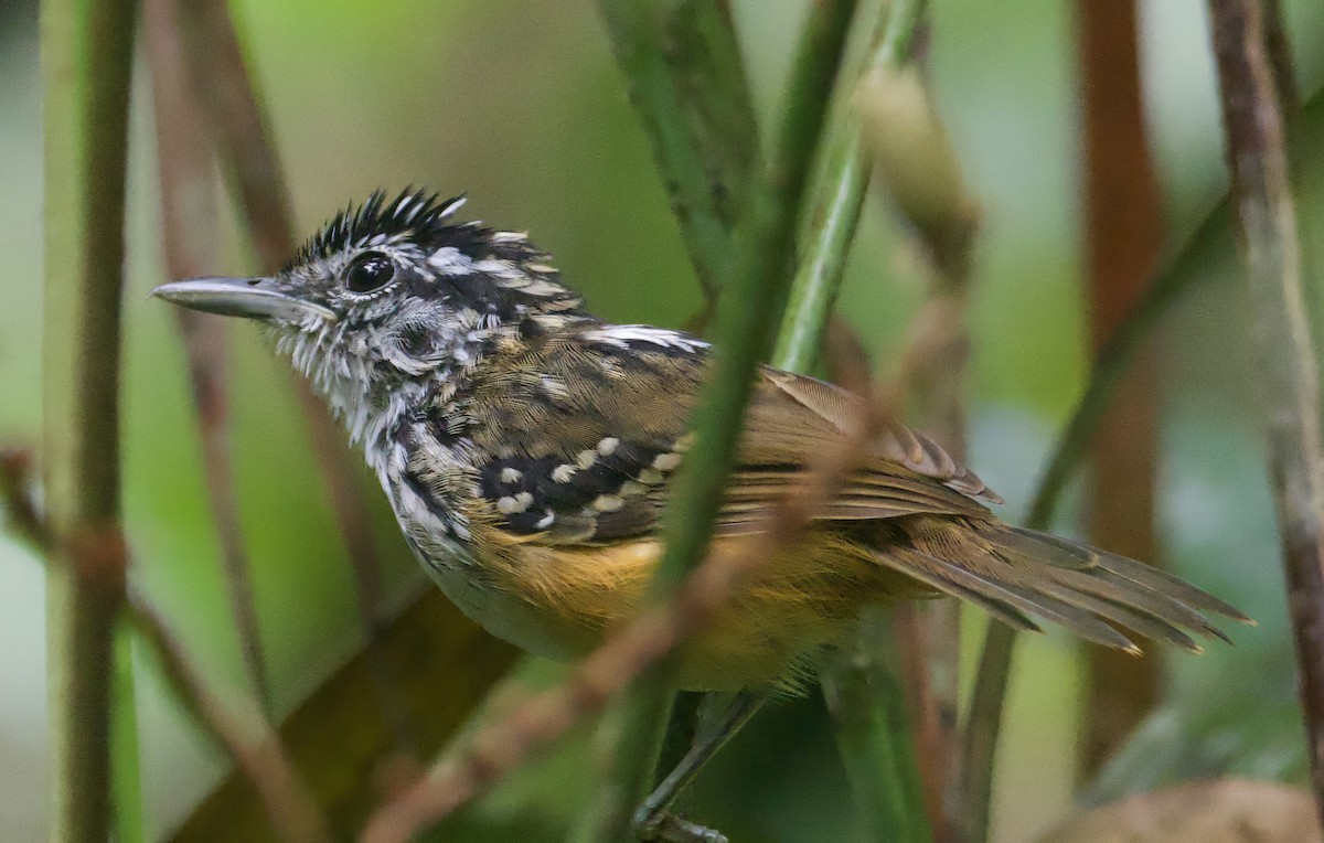 Manicore Warbling-Antbird - John Gregory