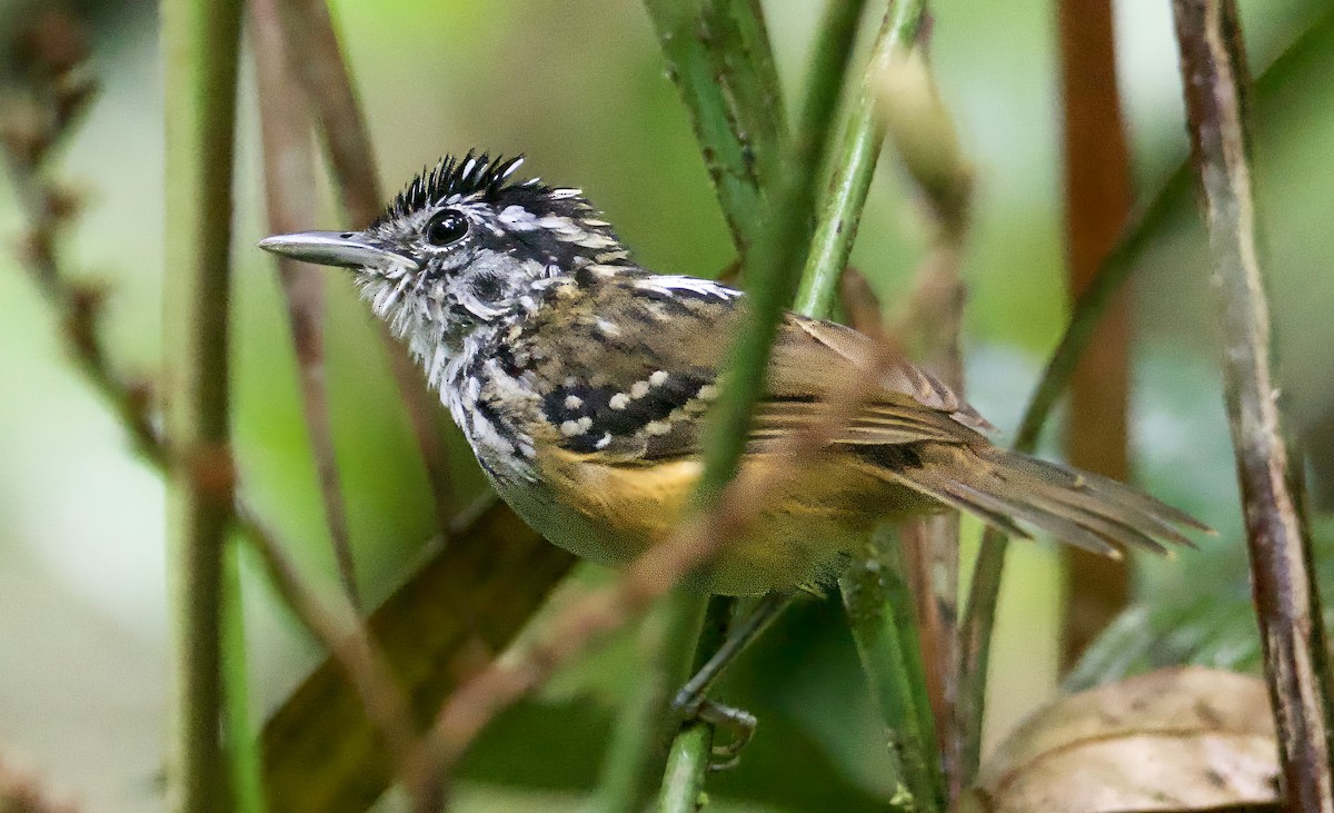 stripebrystmaurfugl - ML612120516