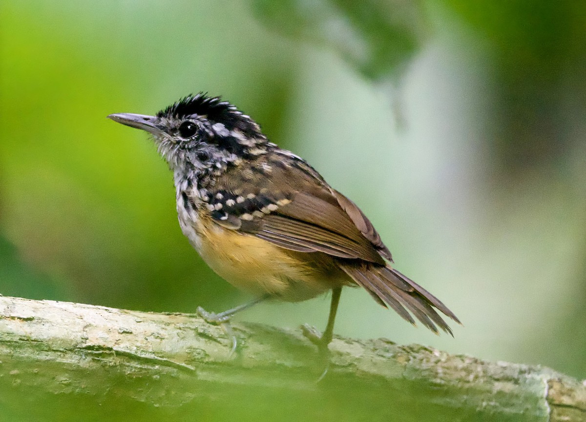 Manicore Warbling-Antbird - John Gregory