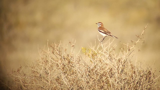 セアカシロタイランチョウ - ML612120544