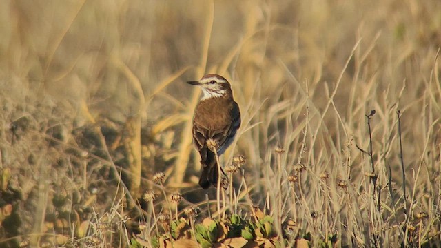 Rusty-backed Monjita - ML612120545