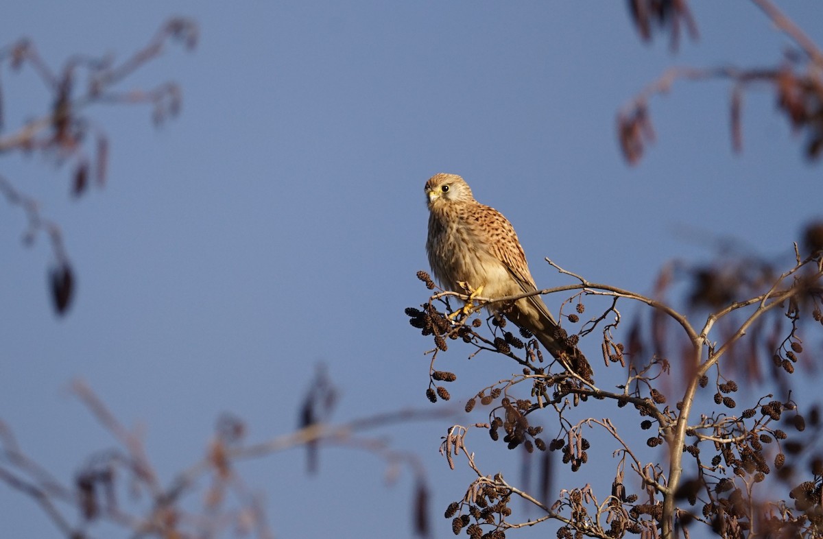 Eurasian Kestrel - ML612120559