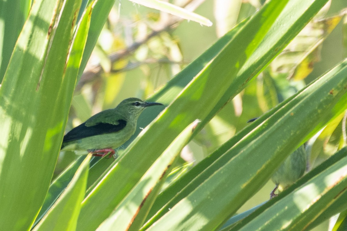 Red-legged Honeycreeper - ML612120565