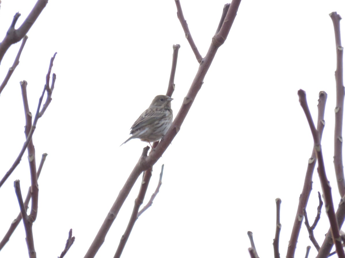 Yellowhammer x Pine Bunting (hybrid) - ML612120703