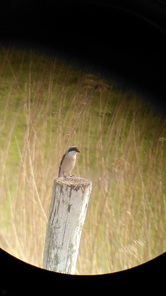 Lesser Gray Shrike - ML612120802