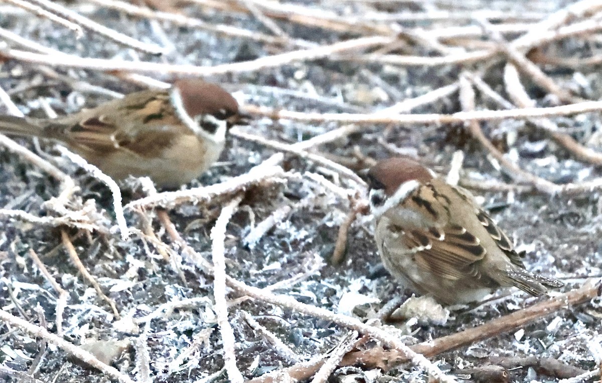 Eurasian Tree Sparrow - ML612120873