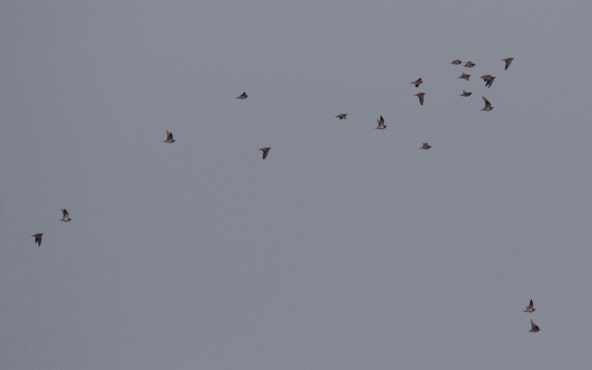 Pin-tailed Sandgrouse - ML612120886