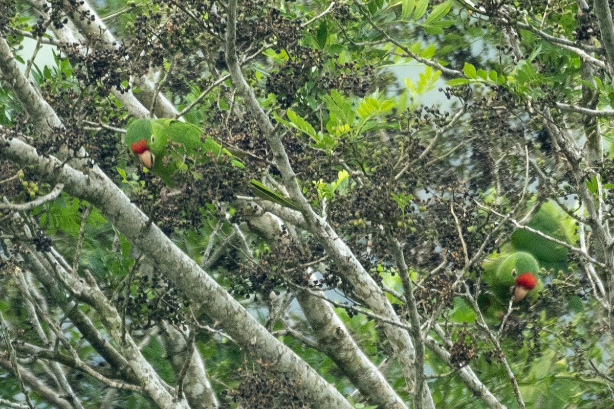 Crimson-fronted Parakeet - ML612120910